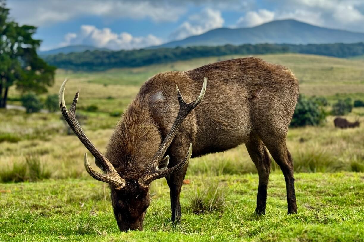 Horton Plains gallery 2