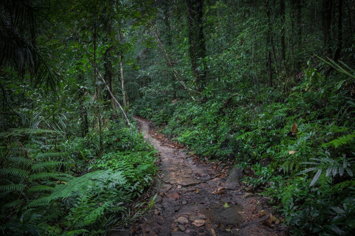 Sinharaja Forest Reserve gallery 1