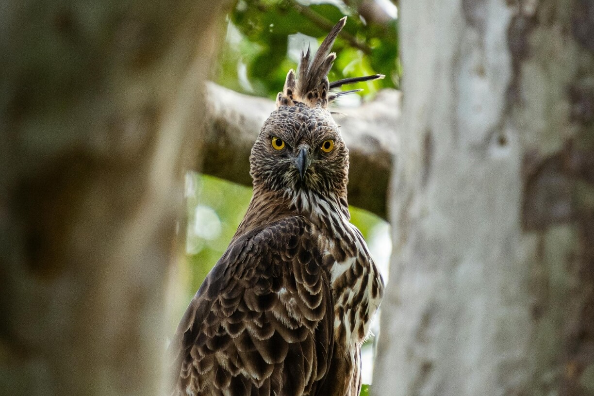 Sinharaja Forest Reserve gallery 3