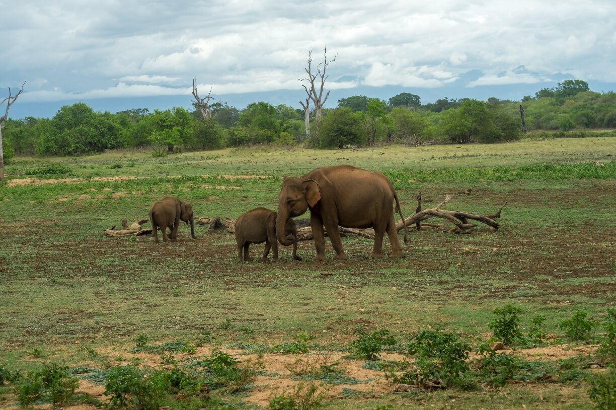 Udawalawe National Park gallery 1