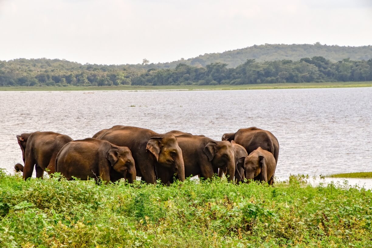 Udawalawe National Park gallery 3