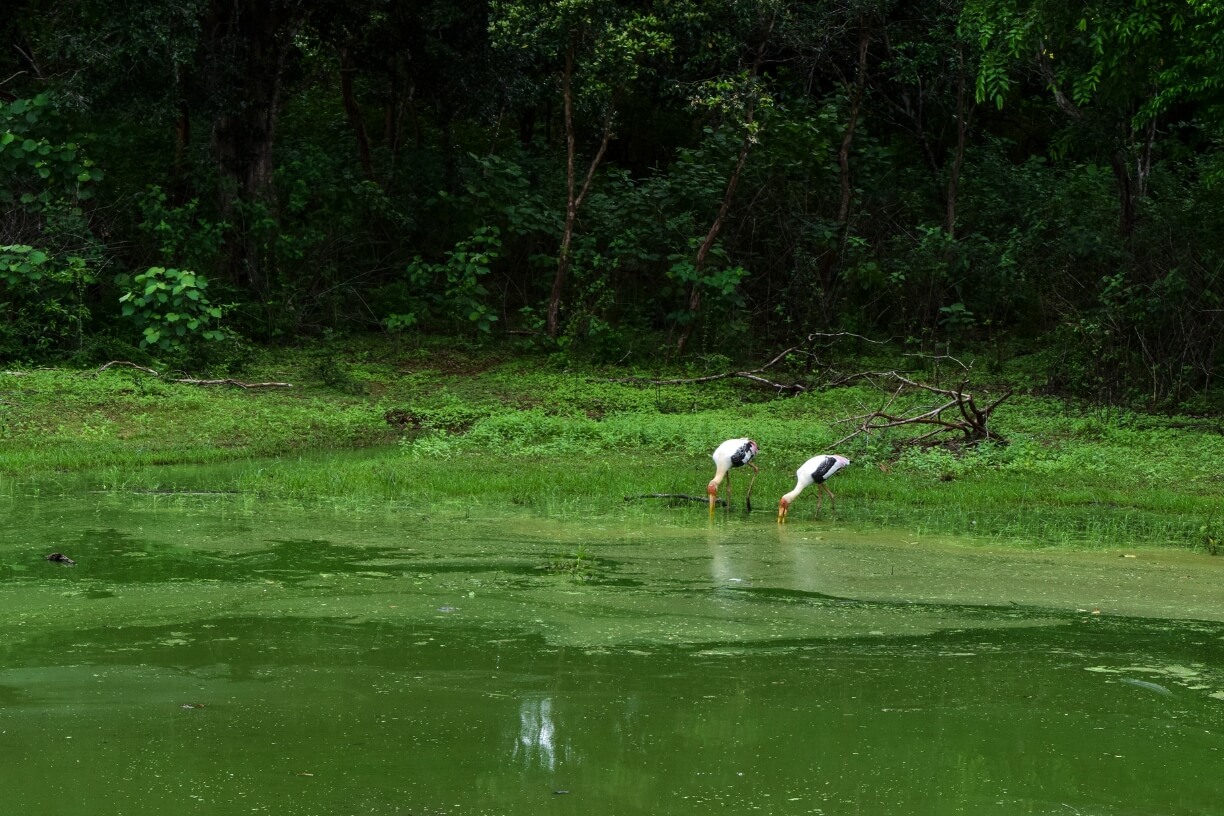 Udawalawe National Park gallery 4