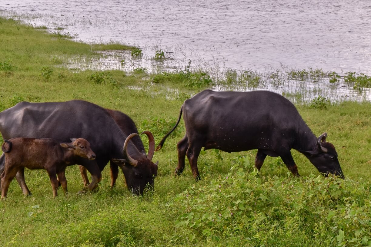 Udawalawe National Park gallery 5