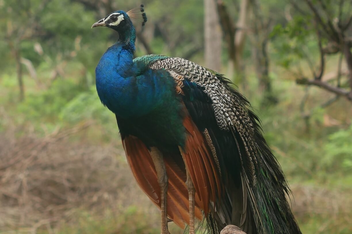 Wilpattu National Park gallery 2
