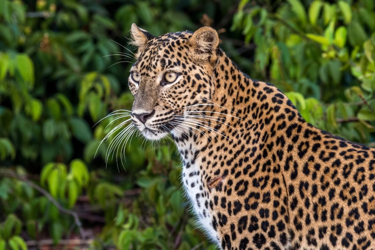 Wilpattu National Park gallery 4